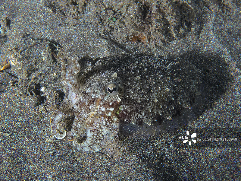 一只幼年普通墨斗鱼(Sepia officinalis)在沙质海床上伪装得很好,位于西班牙加那利群岛特内里费岛洛斯克里斯蒂亚诺斯的潜水地点。图片素材