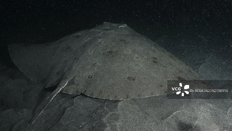 一只蝴蝶鳐（Gymnura altavela）在西班牙加那利群岛特内里费岛洛斯克里斯蒂亚诺斯的黑暗潜水地点沙底上伪装休息。图片素材