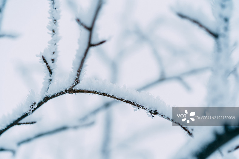 冬季被雪和冰晶覆盖的冰冻树枝图片素材