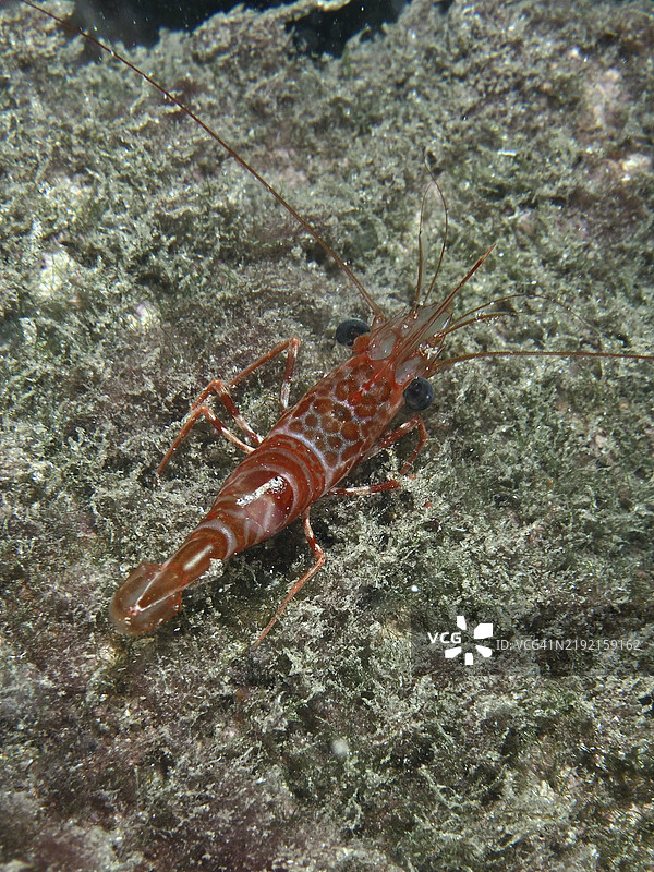在海洋中，位于西班牙加那利群岛特内里费洛斯克里斯蒂亚诺斯的Playa潜水点，沙质底部上的红褐色舞蹈虾（Cinetorhynchus rigens）。图片素材