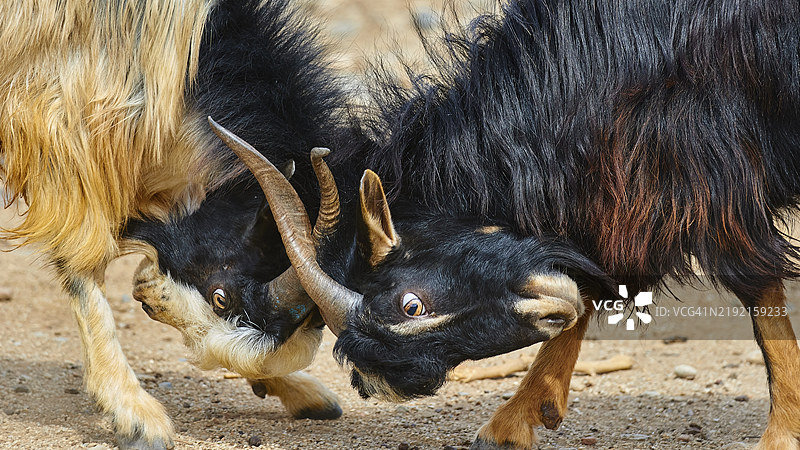 两只山羊用角相撞，羊（e）或山羊（n），羊属，山羊属，克里特岛，希腊群岛，希腊，欧洲图片素材