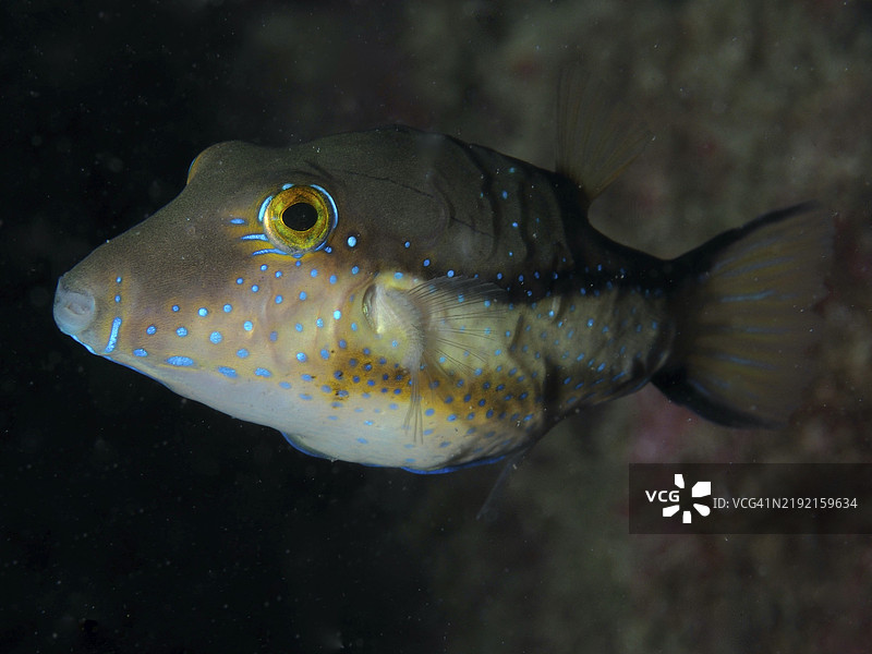 一只带有亮点的尖头河豚（Canthigaster rostrata）在黑暗的水中游动，潜水地点：马拉维拉，拉斯加列塔斯，特内里费，西班牙，加那利群岛，欧洲图片素材