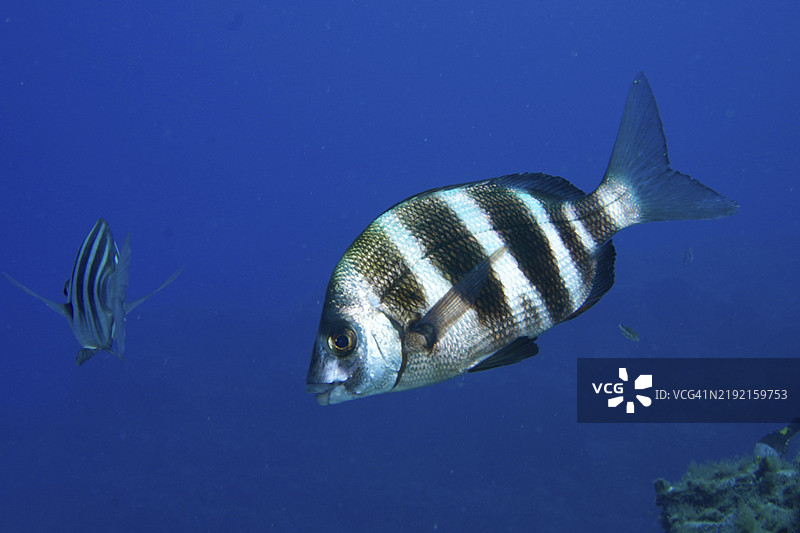 一条条纹鱼，斑马鲷（Diplodus cervinus cervinus），在深蓝色的海洋中游泳，潜水地点：拉斯罗萨斯，拉斯加列塔斯，特内里费，西班牙，加那利群岛，欧洲图片素材