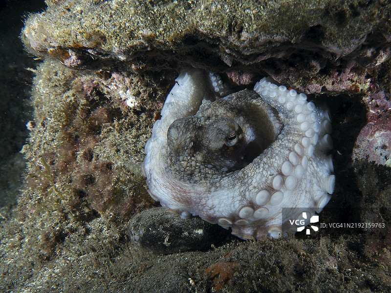一只章鱼（普通章鱼，Octopus vulgaris）在夜间的礁石上休息。吸盘清晰可见，潜水地点：普拉亚，洛斯克里斯蒂亚诺斯，特内里费，西班牙，加那利群岛，欧洲。图片素材