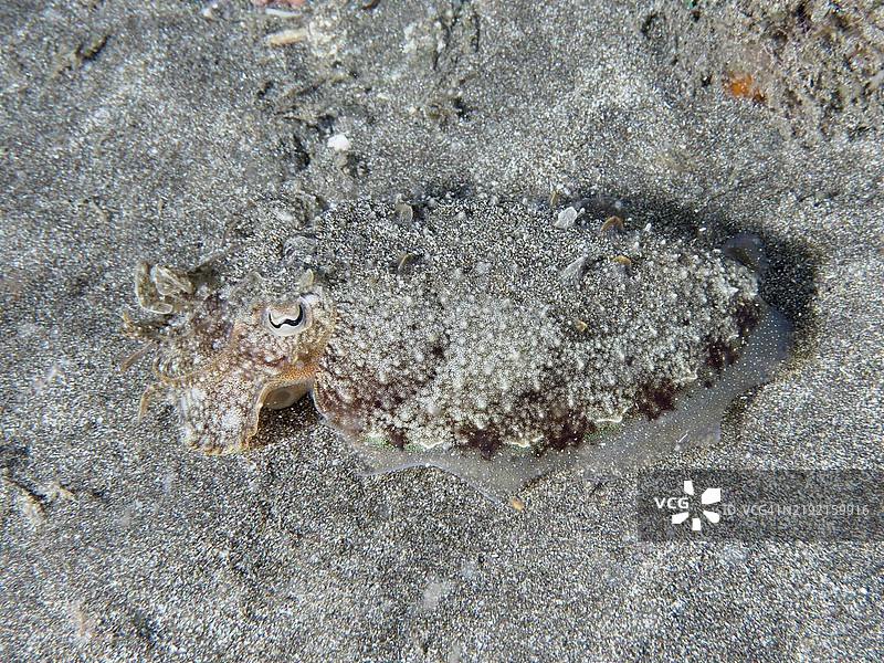 一只幼年普通墨鱼(Sepia officinalis)在沙质海床上展示其伪装技能,地点:西班牙加那利群岛特内里费岛洛斯克里斯蒂亚诺斯潜水点。图片素材