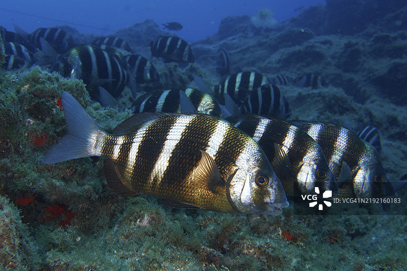 一群条纹鱼，斑马鲷（Diplodus cervinus cervinus），在生长茂盛的海底一起游动，潜水地点：拉斯罗萨斯，拉斯加列塔斯，特内里费，西班牙，加那利群岛，欧洲图片素材