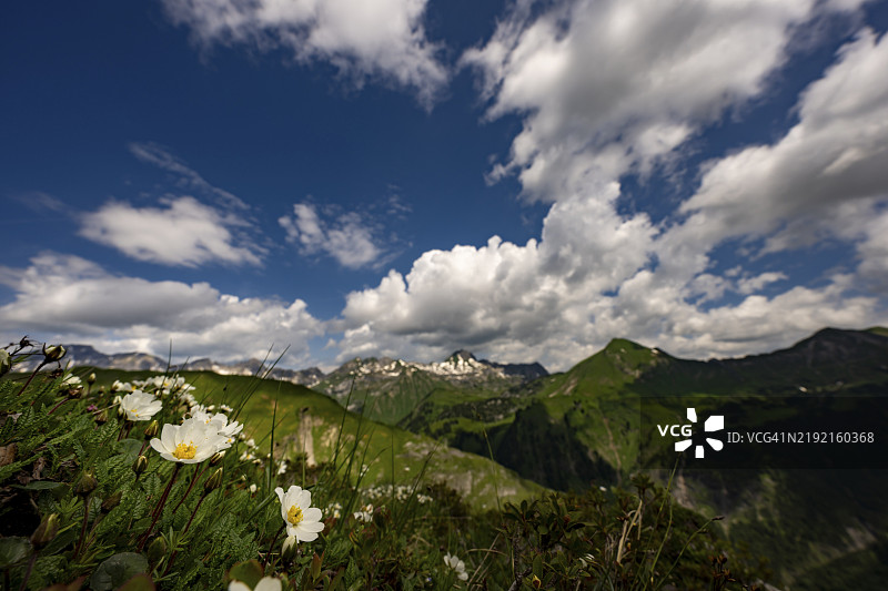 清晨的天空与前景中的白色干燥树（八瓣干燥花），地点：奥地利福拉尔贝格州的莱赫，莱赫泉山脉。图片素材