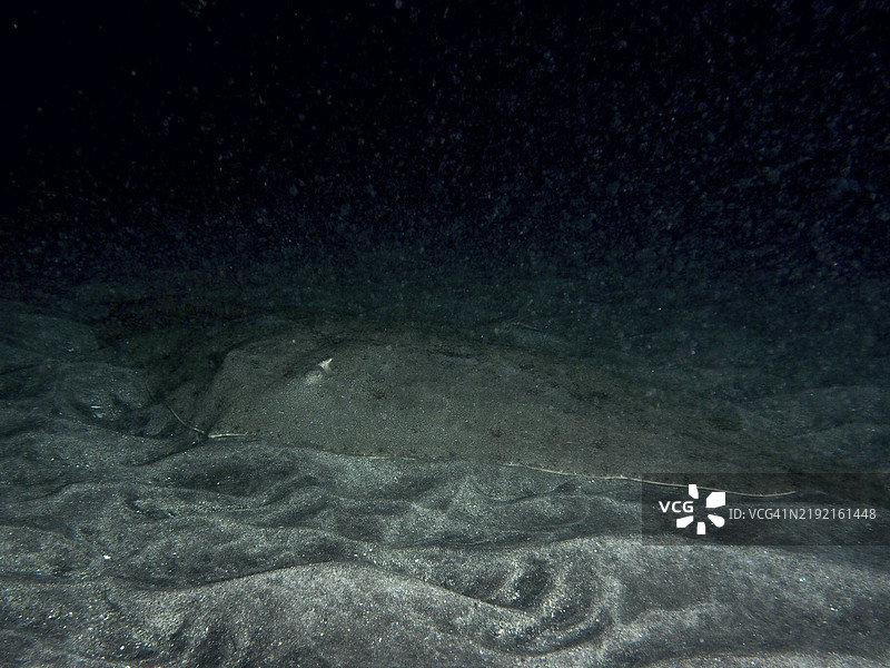 夜间,蝴蝶鳐(Gymnura altavela)在沙底上休息,地点为西班牙加那利群岛特内里费岛洛斯克里斯蒂亚诺斯的潜水点。图片素材
