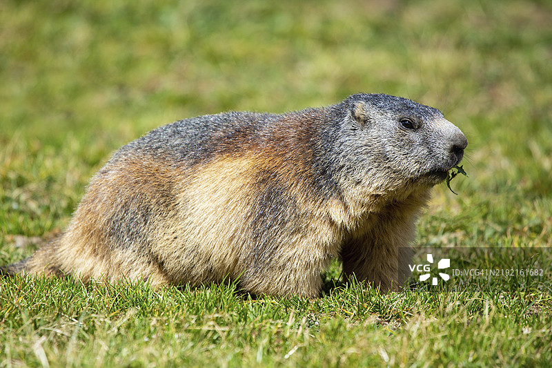 阿尔卑斯土拨鼠，Marmota marmota图片素材