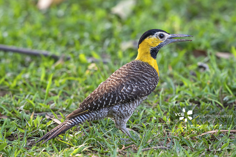啄木鸟(Colaptes campestris),潘塔纳尔,内陆,湿地,联合国教科文组织生物圈保护区,世界遗产,湿地生境,马托格罗索,巴西,南美洲图片素材