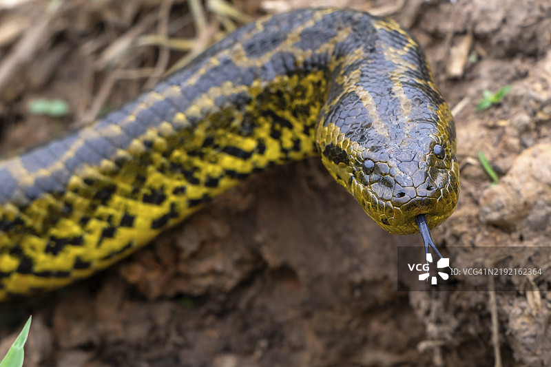 黄蟒(Eunectes notaeus),也称为巴拉圭蟒或南方蟒,蟒科(Boidae),缠绕者,动物肖像,舌头,舌头嗅闻,正面,眼神接触,眼睛,潘塔纳尔,内陆,湿地,联合国教科文组织生物圈保护区,世界遗产图片素材