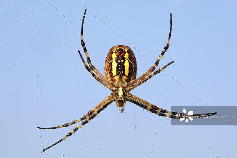 黄条蛛，阿尔吉欧佩·布鲁恩尼希图片素材