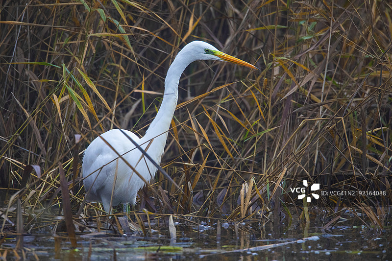 大白鹭，阿尔迪亚·阿尔巴图片素材