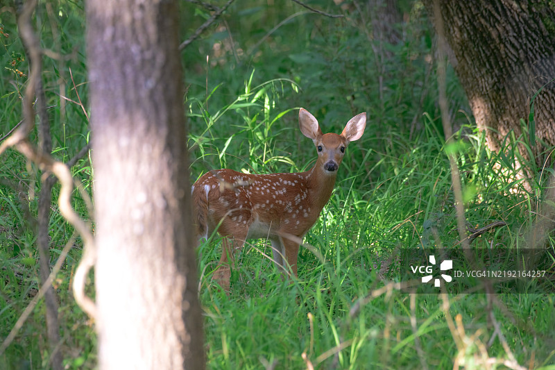 森林中侧面视角的白尾鹿幼崽，俄克拉荷马州塔尔萨，美国图片素材