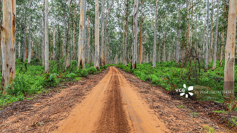 森林中生长的树木图片素材