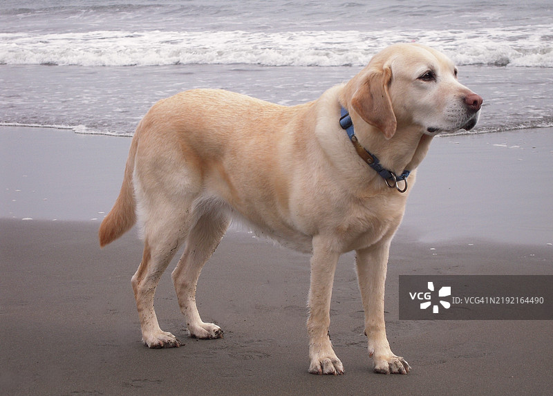 加州穆尔海滩的拉布拉多猎犬特写站在沙滩上图片素材