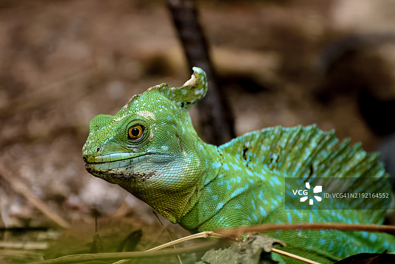 变色龙特写，塔尔萨，俄克拉荷马州，美国图片素材