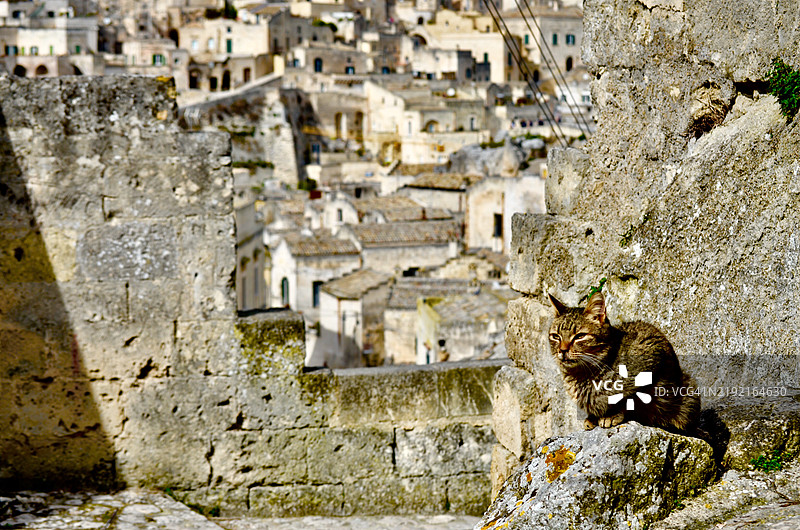 坐在墙上的猫的肖像，马泰拉，巴西利卡塔，意大利图片素材