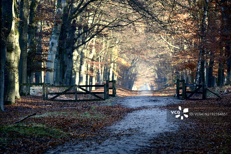 秋天的森林中的树木，普兰肯·万布斯，荷兰图片素材