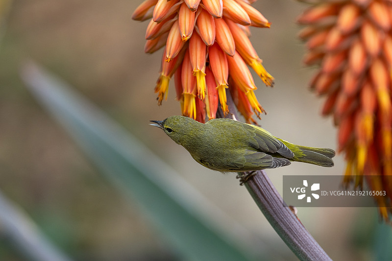 松鸦栖息在植物上的特写，蒙特西托，加利福尼亚州，美国图片素材