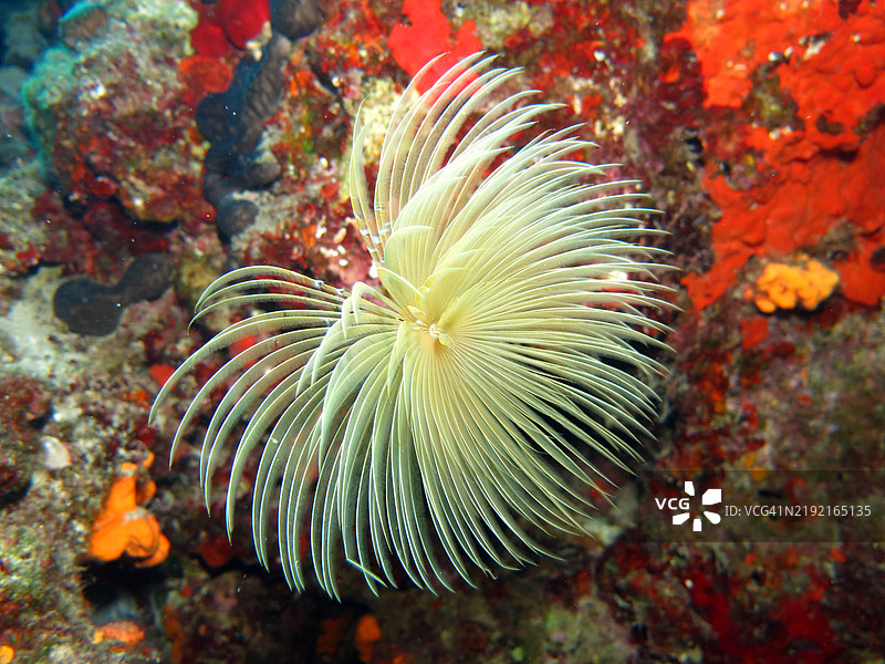 海中珊瑚的特写图片素材