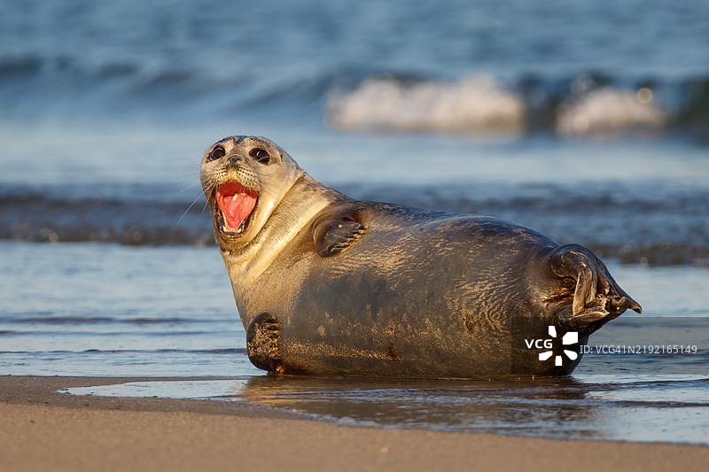 海豹在德国赫尔戈兰海滩的特写镜头图片素材