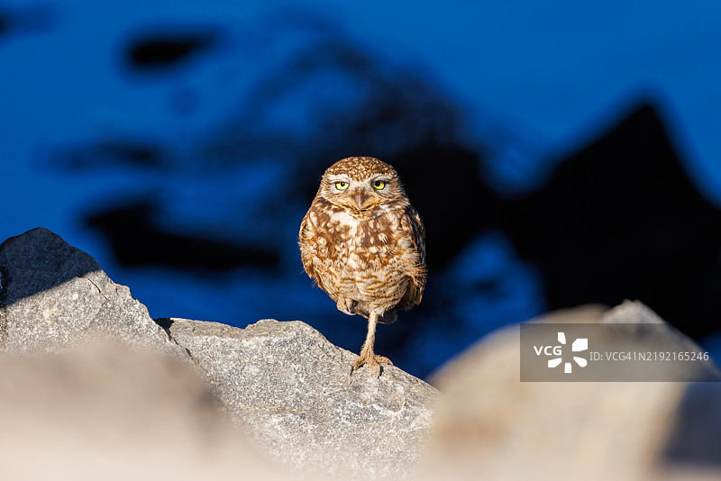 栖息在岩石上的洞鹰肖像，加州亨廷顿海滩，美国图片素材
