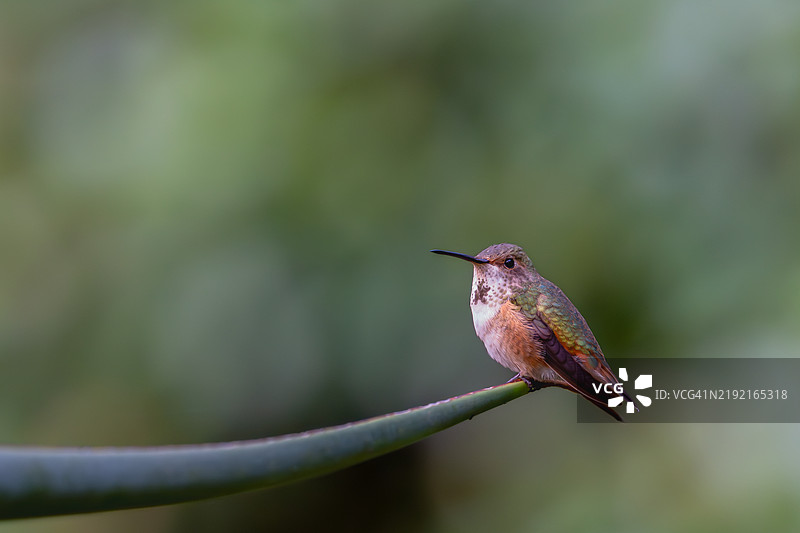 一只雌性艾伦蜂鸟栖息在晚霞中，加利福尼亚州蒙特西托，美国图片素材