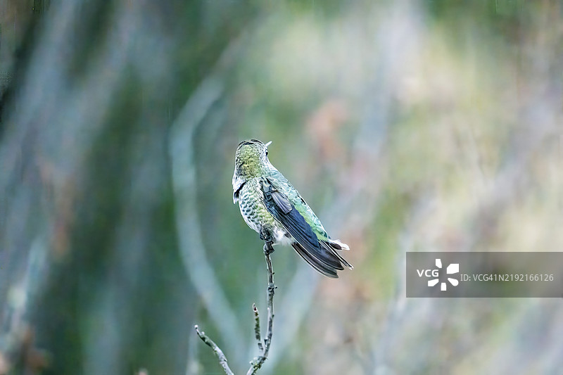 蜂鸟栖息在植物上的特写，圣克拉拉，加利福尼亚州，美国图片素材