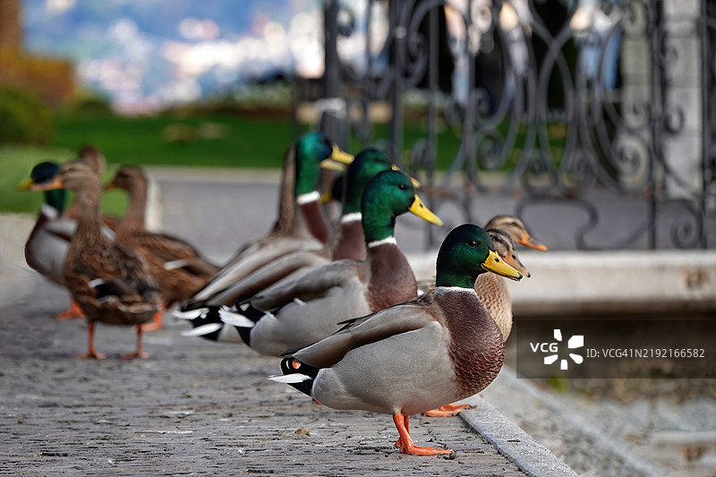 科莫湖梅纳焦的野鸭图片素材