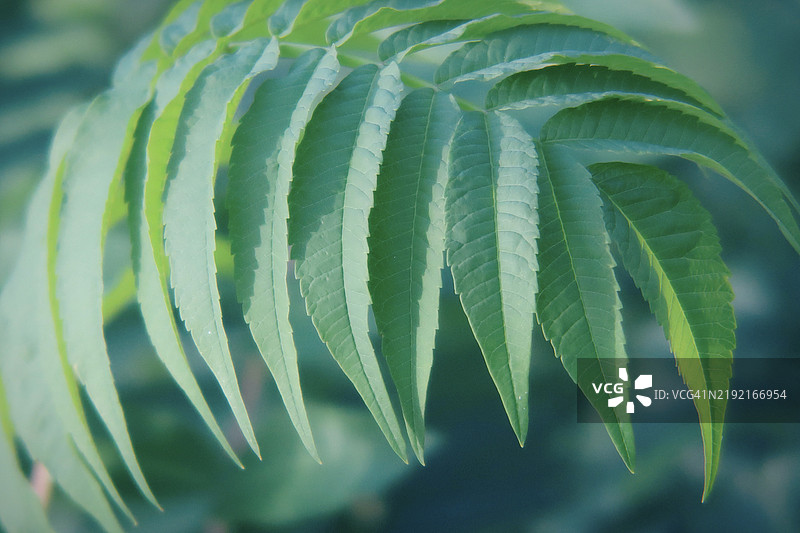 绿色叶子的特写，康科德，新罕布什尔州，美国图片素材