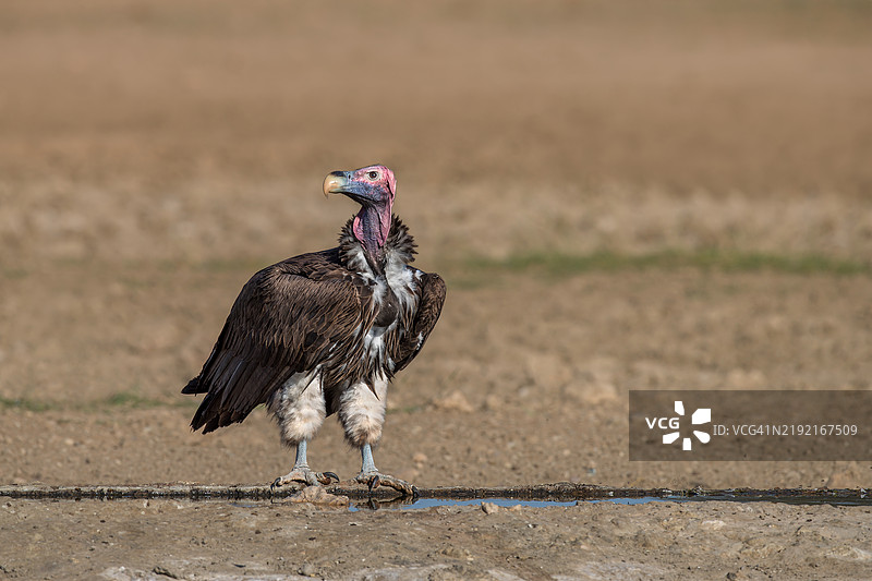秃鹫栖息在田野上的特写镜头图片素材