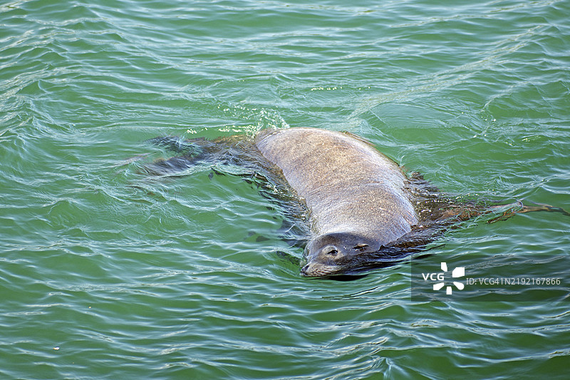 一只海狮在水中放松，水面上有轻微的涟漪，位于加拿大不列颠哥伦比亚省温哥华岛的尤克卢利特。图片素材