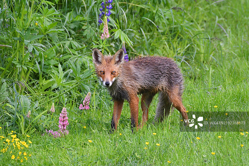红狐在田野上站立的肖像图片素材