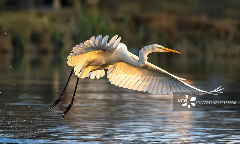 大白鹭在湖面上空飞翔的特写镜头图片素材