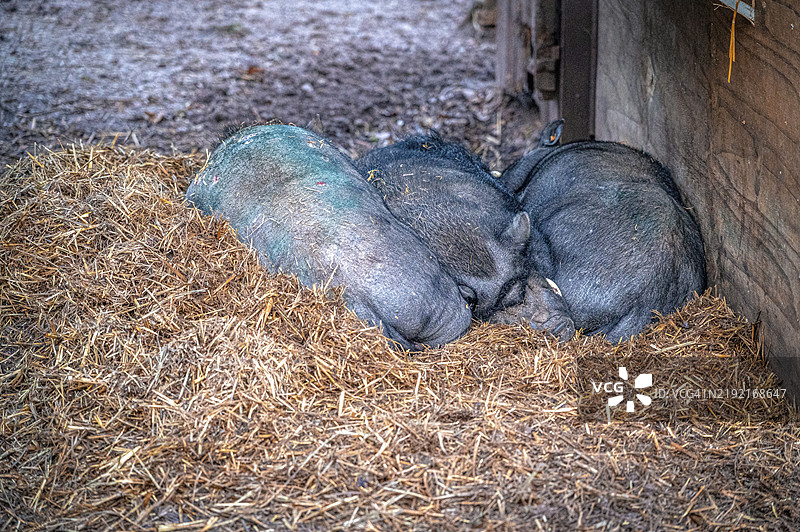 在德国图林根州艾森贝格的农场，睡觉的肚子大的猪（家猪），依偎在稻草中。图片素材