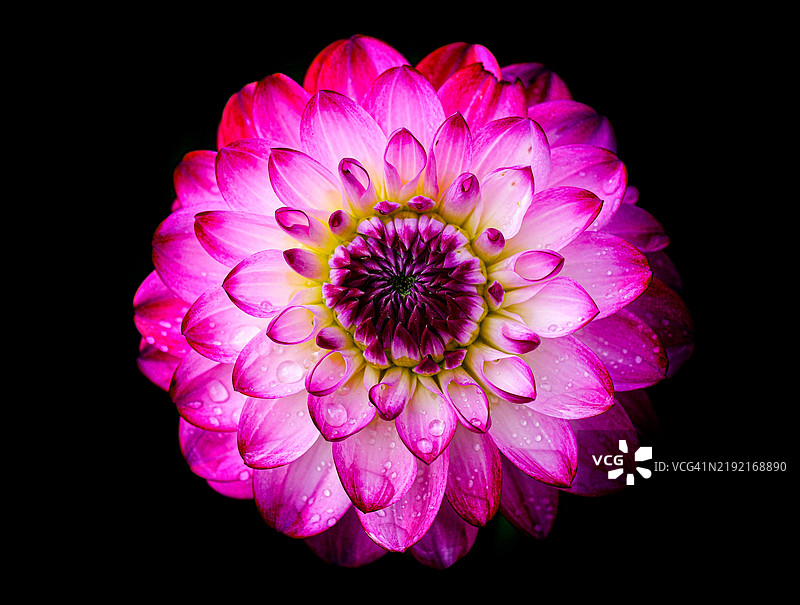 黑色背景下的粉色花朵特写图片素材