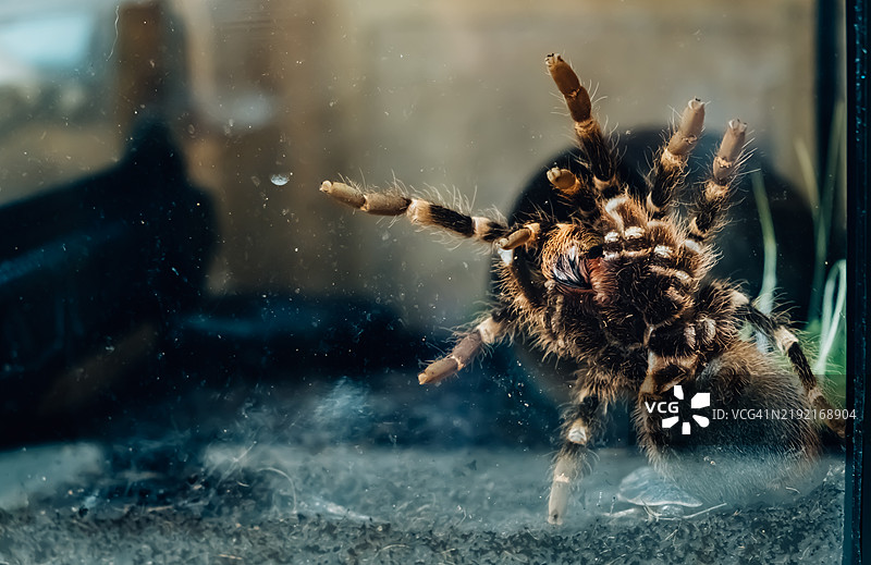 特写镜头中的大蜘蛛，栖息在玻璃箱内，学名为Acanthoscurria geniculata，令人恐惧。图片素材