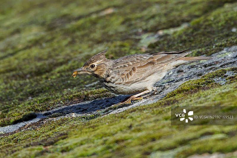 雌性绿头鸭图片素材