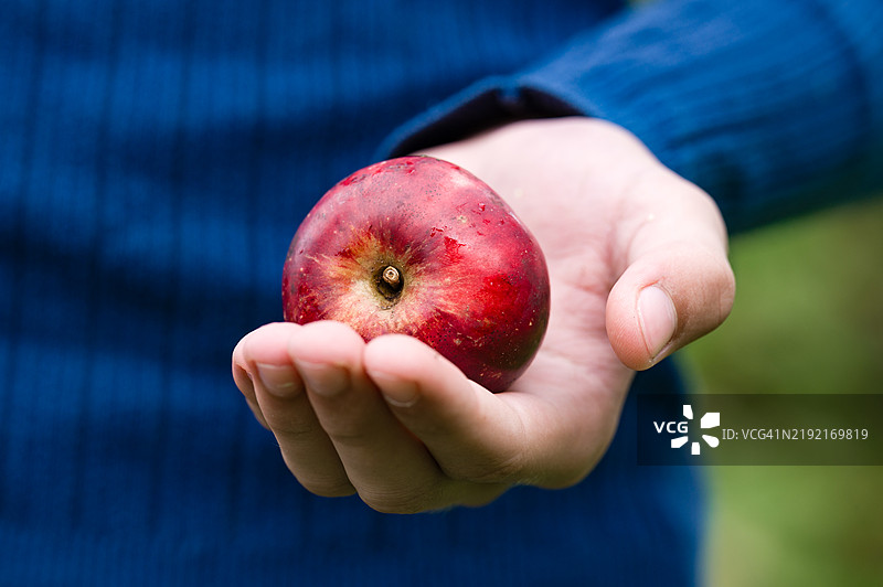 手握着一个成熟的红色水果图片素材