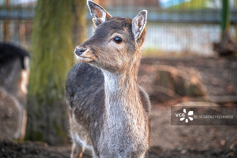 一只欧洲狍（Capreolus capreolus）在树木背景下专注地侧望，地点：德国图林根州艾森贝格。图片素材