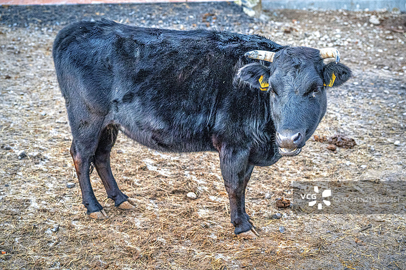 一头带角的黑牛（Bos taurus）站在德国图林根州艾森贝格的农场上，欧洲图片素材