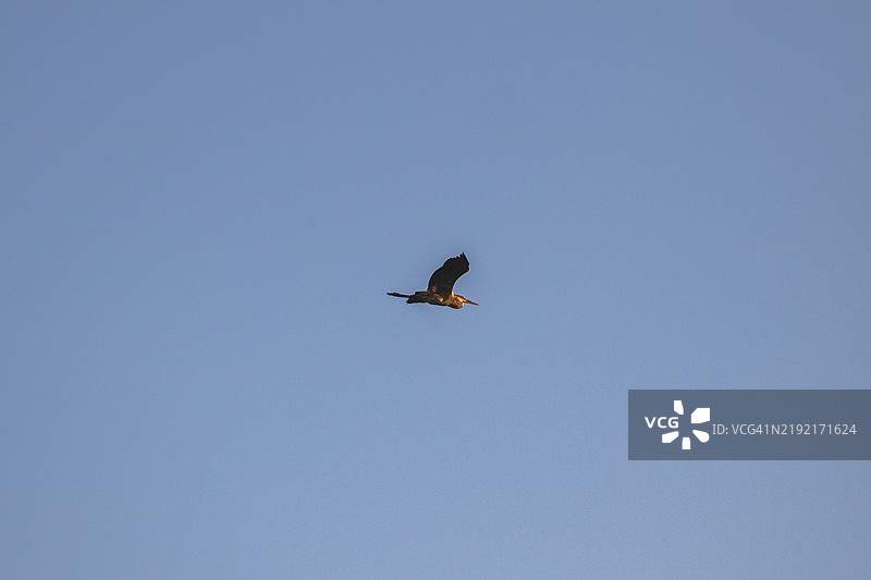 低角度视图的灰鹭在日落时分飞翔于晴朗的蓝天之下图片素材