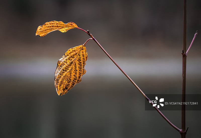 秋天植物上干枯叶子的特写图片素材