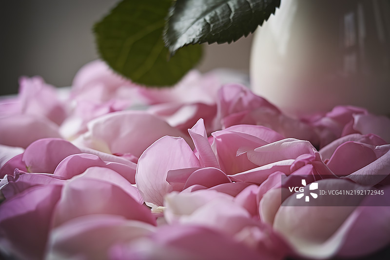 细腻的粉色玫瑰花瓣特写视图图片素材