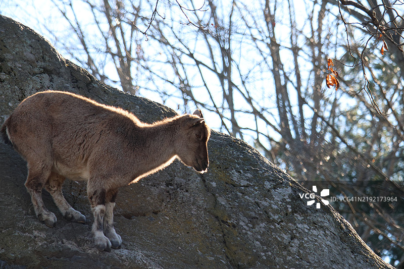 低角度视图的鹿站在岩石上，马萨诸塞州，美国图片素材