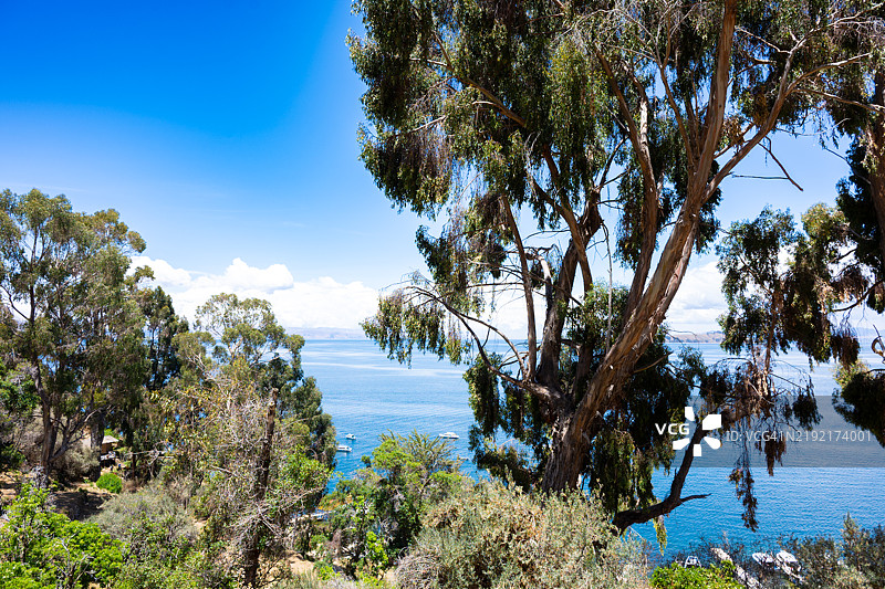 玻利维亚拉巴斯的的的喀喀湖边的蓝天树木图片素材