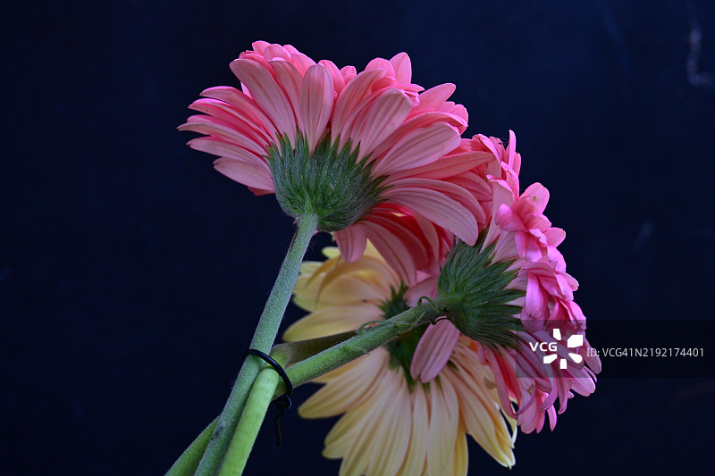 粉色花朵的特写镜头图片素材