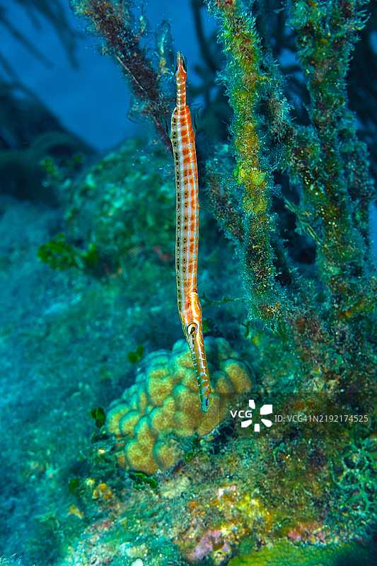 热带喇叭管鱼在海底游动的特写镜头图片素材