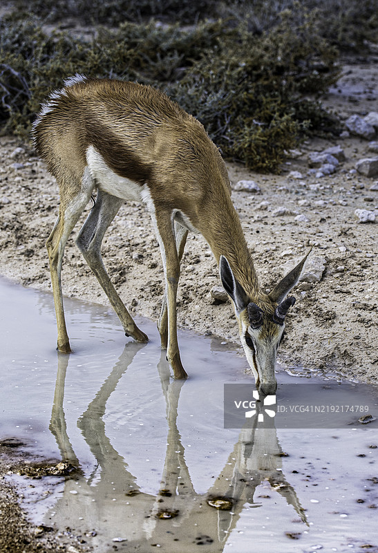 湖边走动的鹿侧面视图图片素材